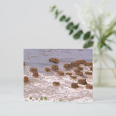 Carte Postale Amérique du Sud, Venezuela, Llano. (Debout devant)