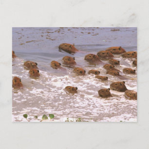 Carte Postale Amérique du Sud, Venezuela, Llano.