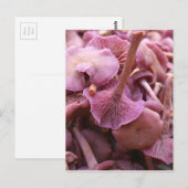 Carte Postale Amethyst Deceiver (Devant / Derrière)