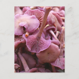 Carte Postale Amethyst Deceiver