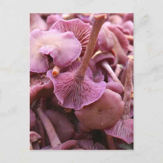 Carte Postale Amethyst Deceiver (Devant)