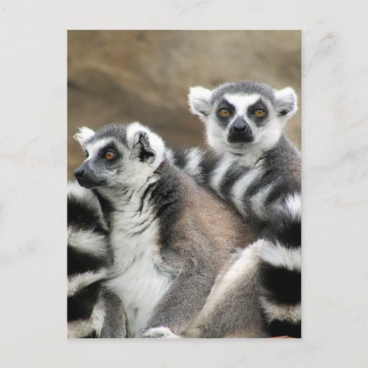 Carte Postale ami de lémurien (Devant)
