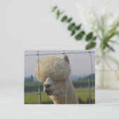 Carte postale amicale d'alpaga (Debout devant)