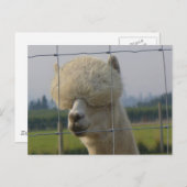 Carte postale amicale d'alpaga (Devant / Derrière)