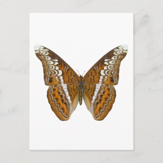 Carte Postale Amiral Butterfly (Devant)