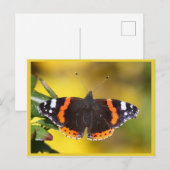 Carte Postale Amiral rouge (Devant / Derrière)