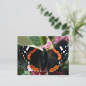 Carte Postale Amiral rouge, Vanessa atalanta (Debout devant)