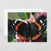 Carte Postale Amiral rouge, Vanessa atalanta (Devant / Derrière)