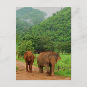 Carte Postale Amis