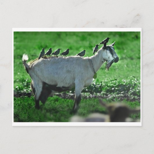 Carte Postale Amis (Devant)