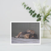 Carte Postale Amis animaux Chien de chat dormant ensemble (Debout devant)