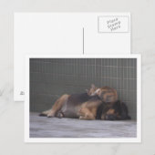 Carte Postale Amis animaux Chien de chat dormant ensemble (Devant / Derrière)