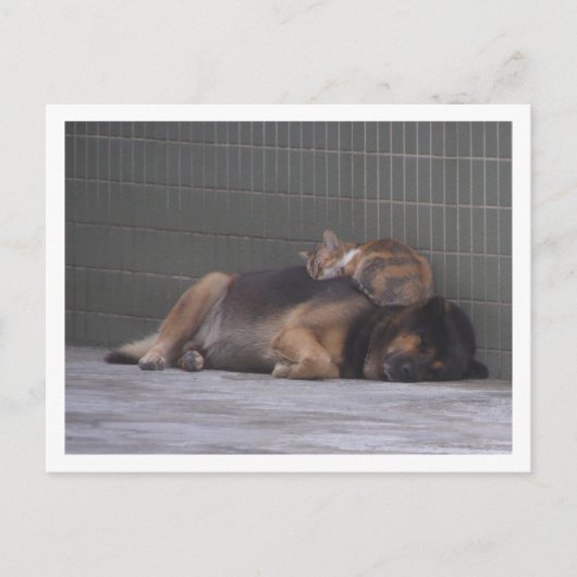 Carte Postale Amis animaux Chien de chat dormant ensemble (Devant)