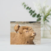 Carte Postale amis Barnyard (Debout devant)