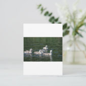 Carte Postale Amis de natation (Debout devant)