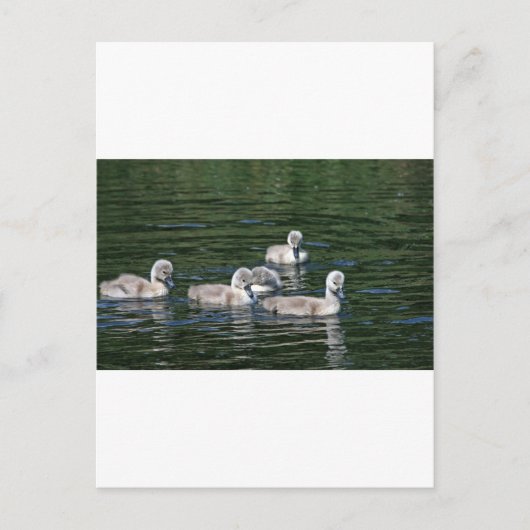 Carte Postale Amis de natation (Devant)