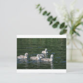 Carte Postale Amis de natation (Debout devant)