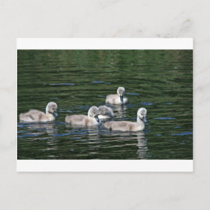 Carte Postale Amis de natation