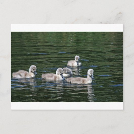 Carte Postale Amis de natation (Devant)