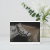 CARTE POSTALE AMIS DE SHETLAND 04 (Debout devant)