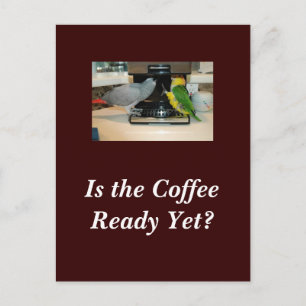 Carte postale Amis du café gris et caïque d'Afriqu