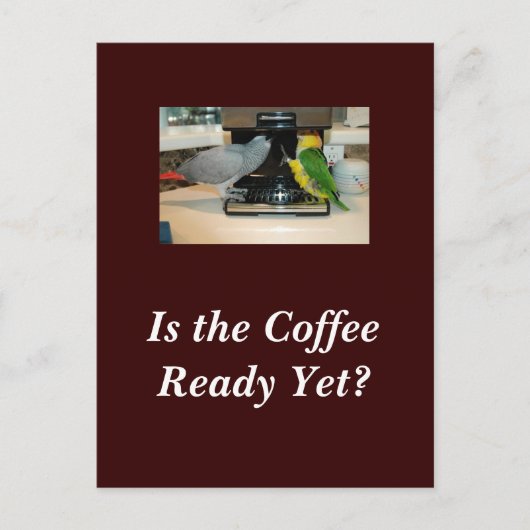 Carte postale Amis du café gris et caïque d'Afriqu (Devant)