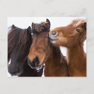 Carte Postale Amis du cheval islandais, Islande