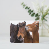 Carte Postale Amis islandais du cheval, Islande (Debout devant)