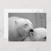 Carte postale Amis Ours Polaire (Devant / Derrière)
