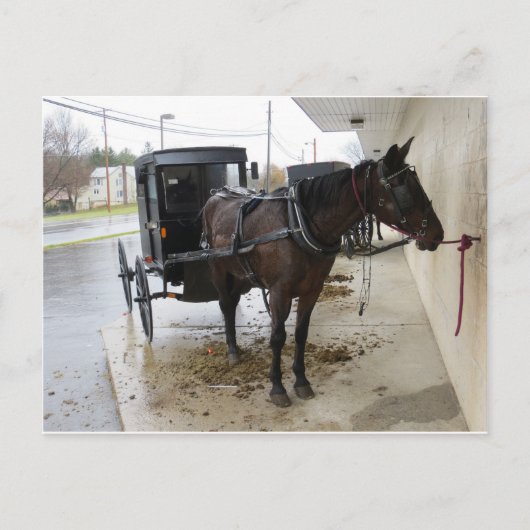 Carte Postale Amish Buggy 2 (Devant)