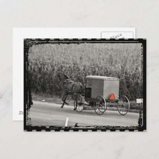 Carte Postale Amish Buggy Monochrome (Devant / Derrière)