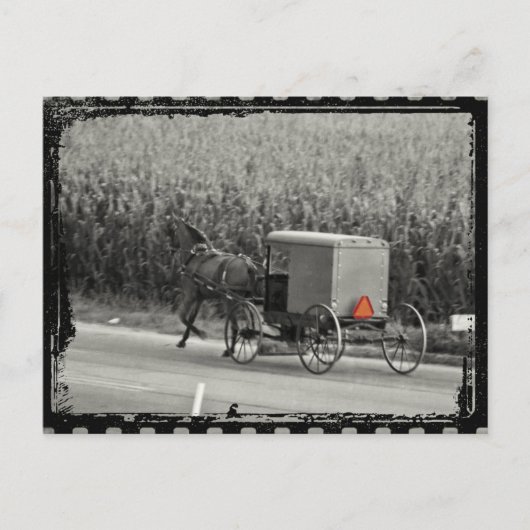 Carte Postale Amish Buggy Monochrome (Devant)