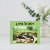Carte postale Amish Cows (Debout devant)