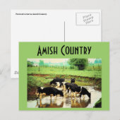 Carte postale Amish Cows (Devant / Derrière)