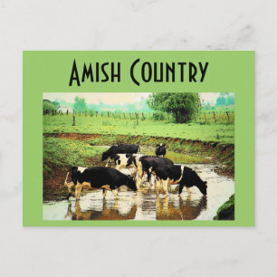 Carte postale Amish Cows