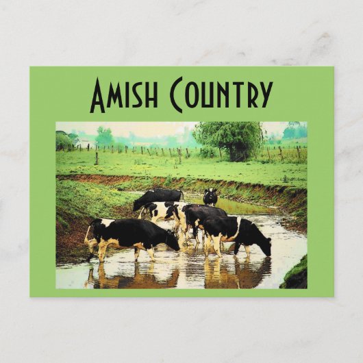 Carte postale Amish Cows (Devant)