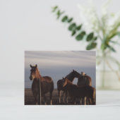 Carte postale Amish Draft Hors au coucher du solei (Debout devant)