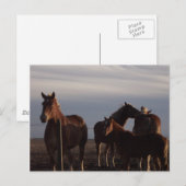 Carte postale Amish Draft Hors au coucher du solei (Devant / Derrière)