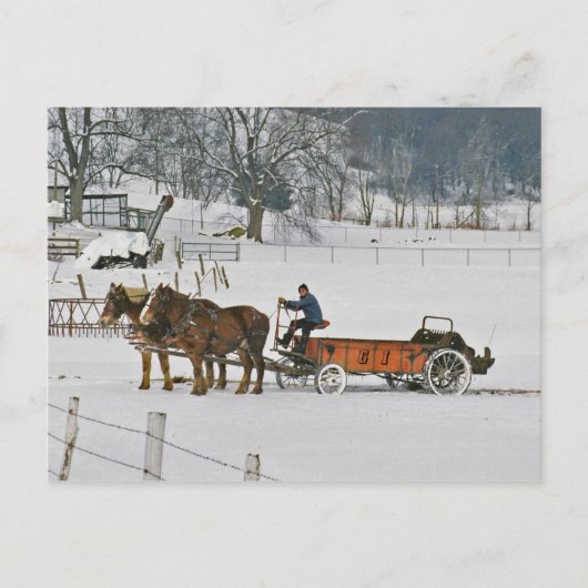 Carte postale Amish Draft Horses Giddie Up (Devant)
