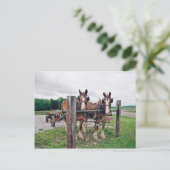 Carte Postale Amish Hitching Post (Debout devant)