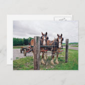 Carte Postale Amish Hitching Post (Devant / Derrière)