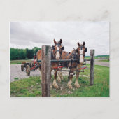 Carte Postale Amish Hitching Post (Devant)