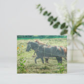 Carte Postale Amish Horses Mowing Hay (Debout devant)