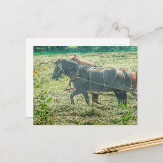 Carte Postale Amish Horses Mowing Hay (Devant/Arrière en situation)