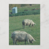 Carte Postale Amish Pasture Pigs (Devant)