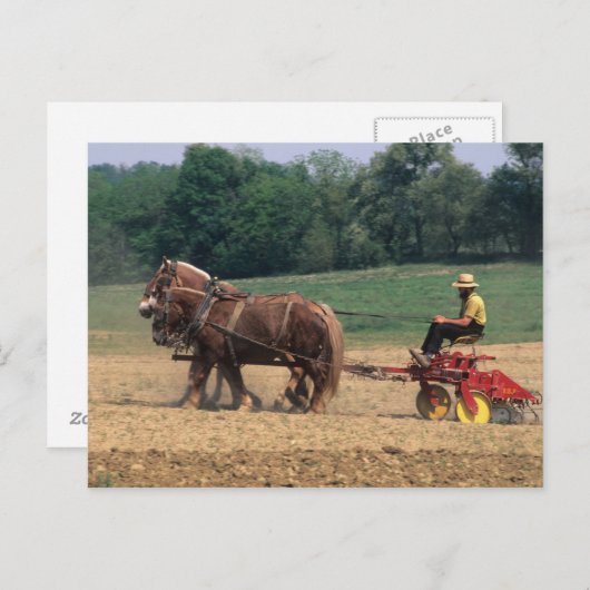 Carte Postale Amish Pays simples gens dans l'agriculture avec (Devant / Derrière)