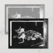 Carte Postale Amitié surprenante - Cat Minnie et Mike Mouse (Devant / Derrière)