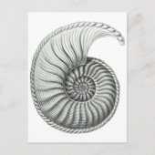 Carte Postale Ammonite (Devant)