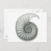 Carte Postale Ammonite (Devant / Derrière)