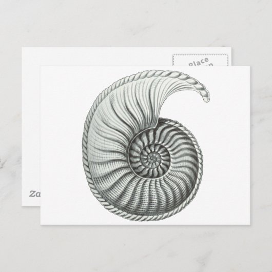 Carte Postale Ammonite (Devant / Derrière)